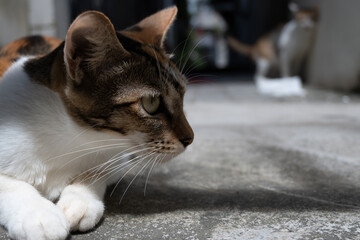 柔らかな日差しの中でくつろぐ猫のポートレート