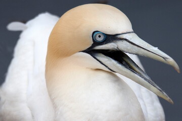 Northern gannet