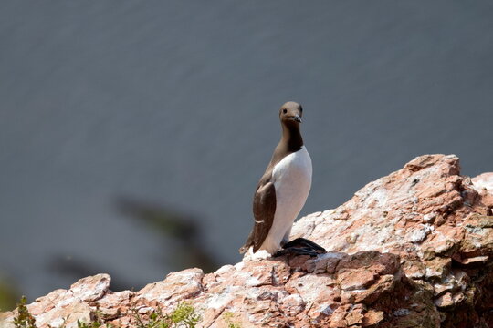 Common murre