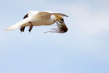 Northern gannet