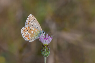 a wonderful butterfly with an overhead blue wing color, Polyommatus bellargus	