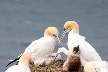 Basstölpel Jungvogel