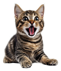 Obraz premium PNG Happy kitten playing with excitement at home