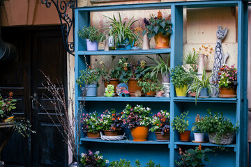 vintage old poor shelves decorative group of objects flower pots and toys ghetto back yard interior...