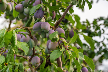 Purple Plum fruits on tree in close up view before autumn harvest season