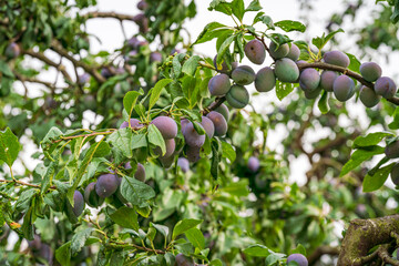 Purple Plum fruits on tree in close up view before autumn harvest season