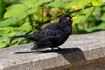 Amsel Jungvogel