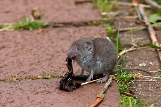 spitzmaus