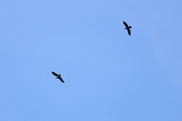 raven