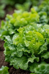 growing lettuce in summer, gardening