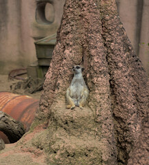 Meerkat on Watch in a Natural Perch
