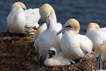 Basstölpel Jungvogel