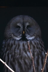 owl