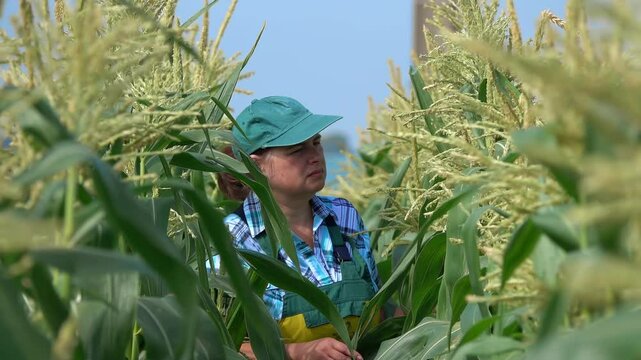 Female farmer is walking on the corn field and examining corn stems . High quality 4k footage
