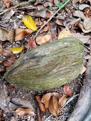 Dried coconut fruit falling from the tree