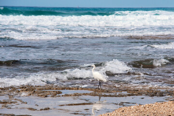 White Heron Walking Along Rocky Shore as Waves Crash on Beach During Daytime