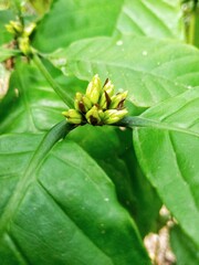 coffee leaves and flowers in the garden