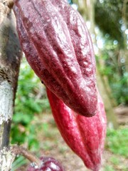 trees, leaves, stems and chocolate coffee berries