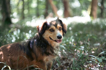 Summer dog walking and hiking in green forest.