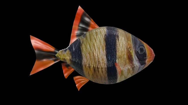 barbus, aquarium fish on the transparent background