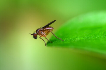 Medetera fly on the tip of leaf