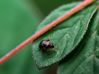 A plant bug on the leaves