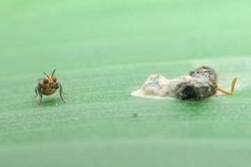small flies and bird droppings on the leaves