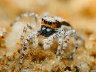Cute jumping spider on the sand