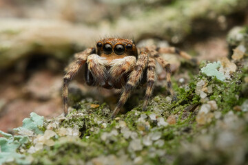 Jumping spider on the mossy wood