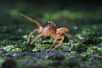 Orange jumping spider on the mossy ground