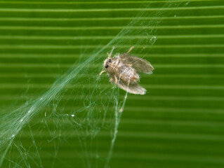 Moth flies trapped in the spider web