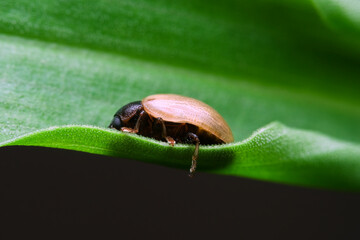 Leaf beetle resting on the grass