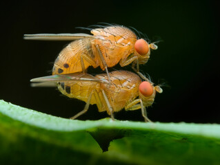 Fruit flies mating on the leaf