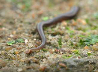 Flat worm on the sandy ground