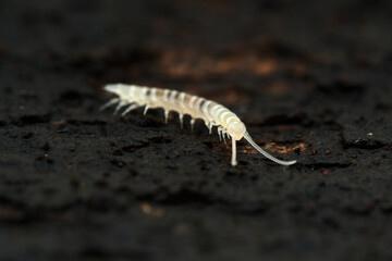Garden centipede on the rotten wood