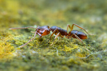 Young trap jaws ant on the withered moss