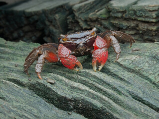 Terrestrial crab on the mossy ground