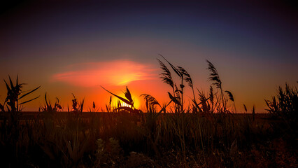 Fototapeta premium the wheat crop ripened in the field on the farm