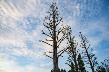 早朝のメタセコイア（我孫子市・手賀沼公園）