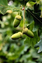 oak tree - Quercus robur and growing acorns close up
