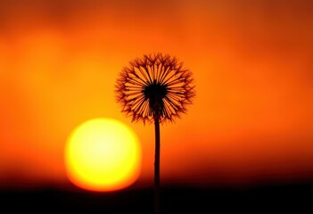 dandelion on sunset background