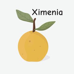 Ximenia Hand Drawn Illustration on White Background