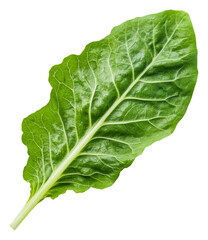 PNG Fresh green spinach leaf on a white background