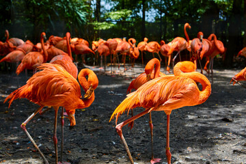 Obraz premium Group of flamingos in the zoo