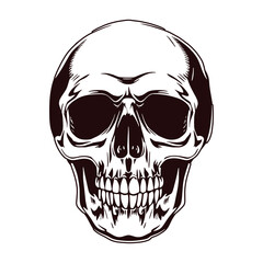 Detailed Skull Illustration in Black and White