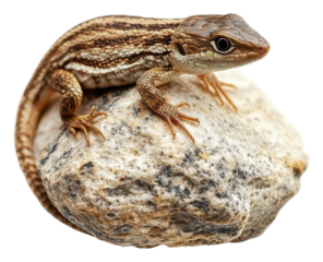 PNG Small lizard resting on a rock in natural daylight