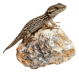 Fototapeta premium PNG A lizard perches on a rock in natural sunlight