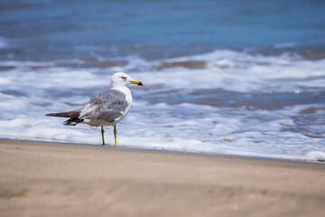 Obraz premium ウミネコの集まる砂浜の風景 鳥取県 浦富海岸