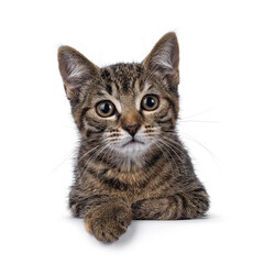 Fototapeta premium Cute common tabby shorthair house cat kitten, laying down facing front. Looking towards camera. Isolated on a white background.