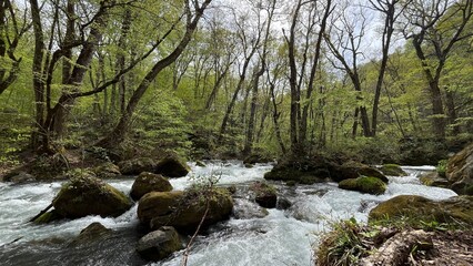 奥入瀬渓流　青森